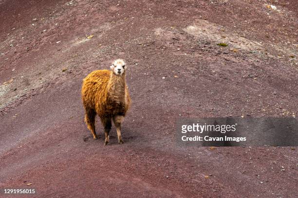 llama standing on rainbow mountain, pitumarca, peru - vinicunca photos et images de collection