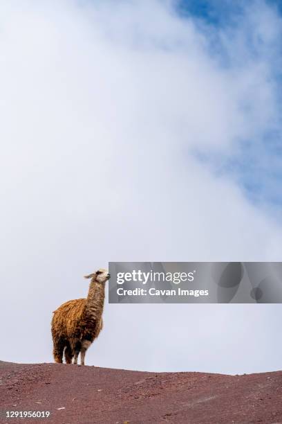 llama standing on rainbow mountain against sky, pitumarca, peru - vinicunca fotografías e imágenes de stock