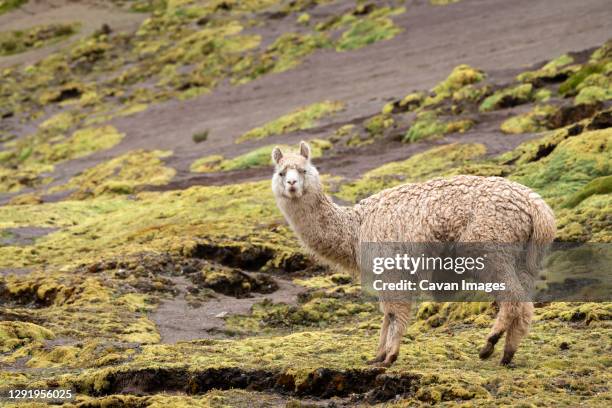 llama standing on rainbow mountain trail, pitumarca, peru - vinicunca fotografías e imágenes de stock