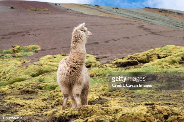 llama standing on rainbow mountain trail, pitumarca, peru - vinicunca fotografías e imágenes de stock