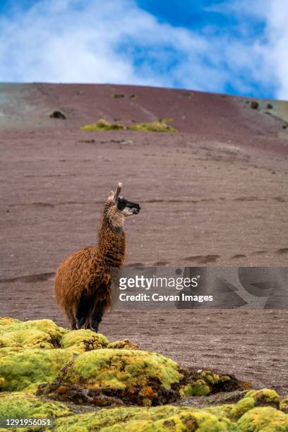 llama standing on rainbow mountain trail against sky, pitumarca, peru - vinicunca photos et images de collection