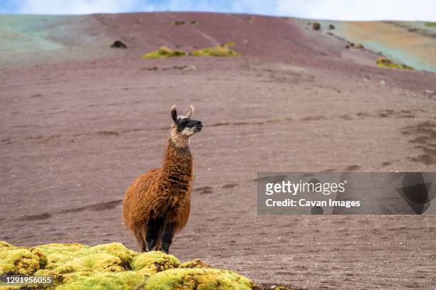 llama standing on rainbow mountain trail, pitumarca, peru - vinicunca photos et images de collection
