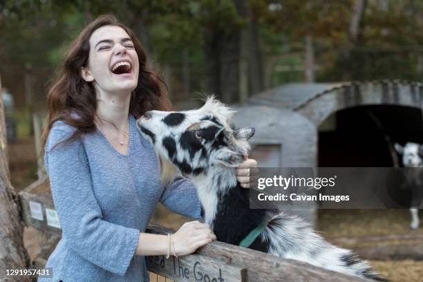 pretty teenage girl laughing while petting goat in farm setting - goat pen stock pictures, royalty-free photos & images