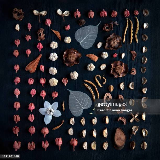 herbarium flat lay beautiful flowers arranged artistically in knolling - herbarium stock pictures, royalty-free photos & images