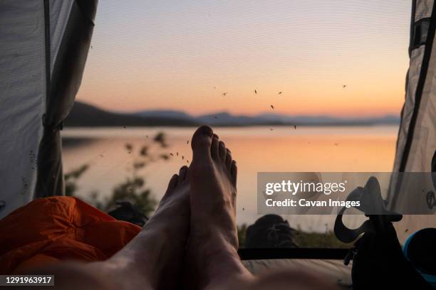 feet of male hiker inside tent with mosquitos waiting on mesh doorway, staloluokta, padjelantaleden trail, lappland, sweden - swarm of insects 個照片及圖片檔