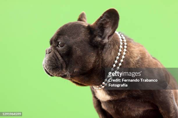 dog with pearl necklace - collar stock pictures, royalty-free photos & images