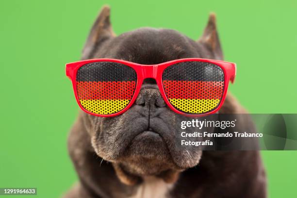 dog with glasses of german flag - sunglasses disguise imagens e fotografias de stock