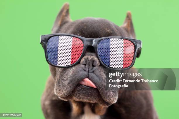 dog with glasses of french flag - bulldog frances imagens e fotografias de stock