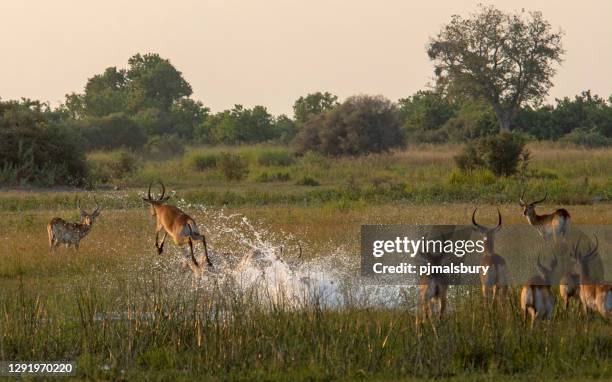 red lechwe scenic - sudafrica foto e immagini stock