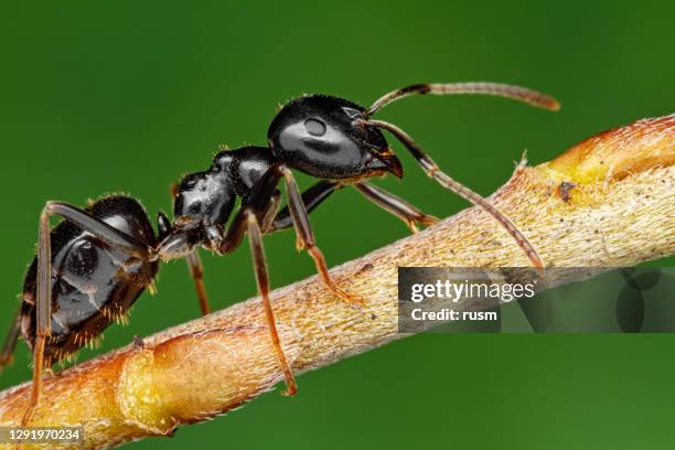 ant on tree branch macro - ant stock pictures, royalty-free photos & images