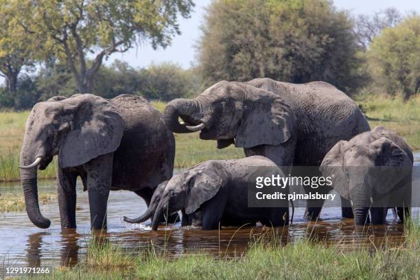 elephants at the water hole - animal body part stock pictures, royalty-free photos & images