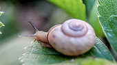 Translucent colored snail on green leaves. macro shot.