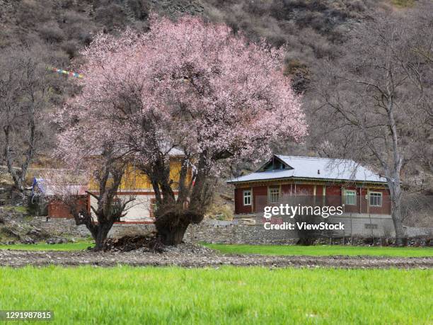 bome peach blossom - bome fotografías e imágenes de stock