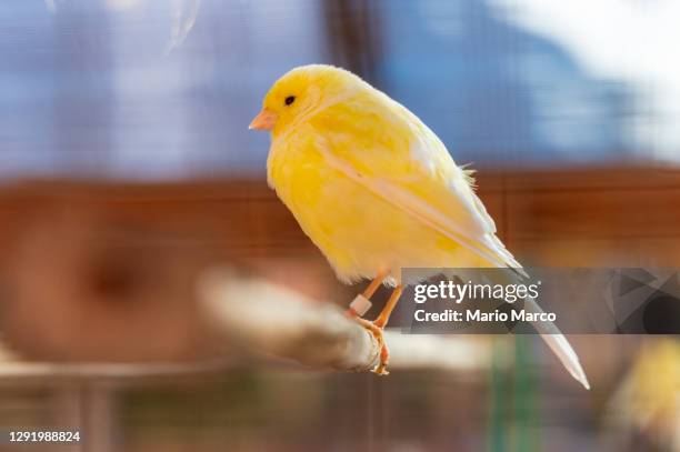 yellow canary - canary bird stock pictures, royalty-free photos & images