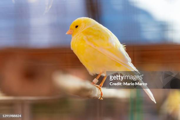 yellow canary - kanariefågel bildbanksfoton och bilder