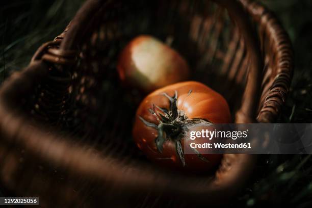 close-up of rotten tomato collected in basket - rotting stockfoto's en -beelden