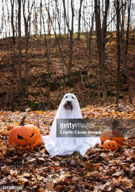 dog wearing a ghost costume sitting between pumpkins for halloween. - ghost photos et images de collection