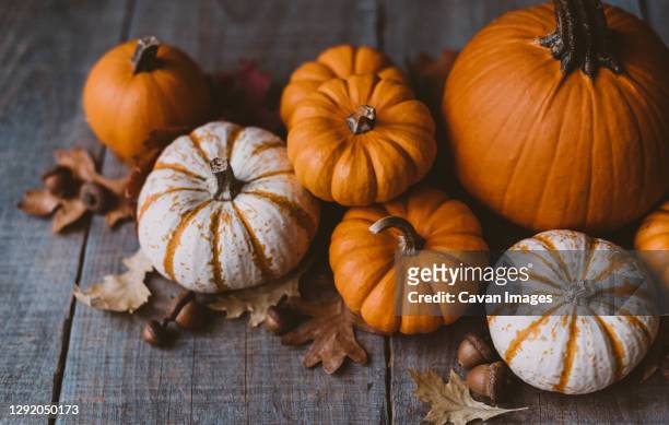 high angle view of orange and white pumpkins on rustic wooden table. - squash seeds bildbanksfoton och bilder