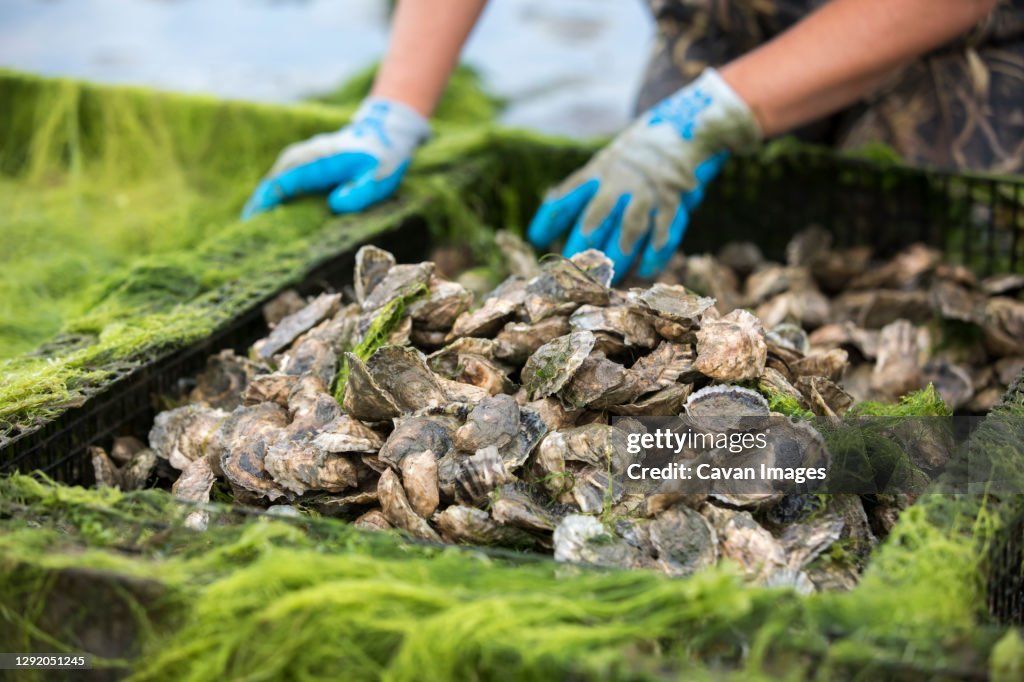 Close up of oysters in oyster cage with gloved hands in background