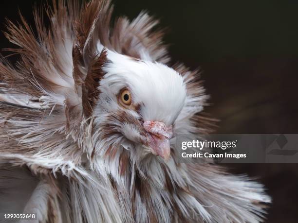 Jacobin Ruff Jacobin Pigeons Photos and Premium High Res Pictures - Getty Images