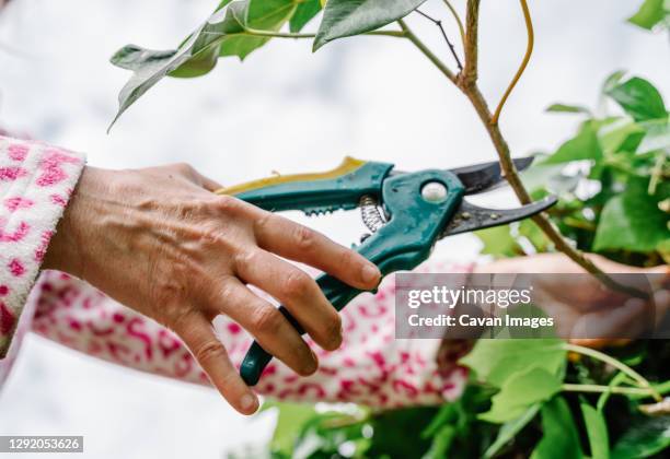 woman with scissors pruning green ivy in a garden. horizontal photo - ast baum hand frühling stock-fotos und bilder