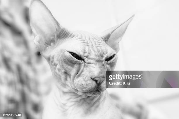 portrait of a sphynx cat - ugly cat ストックフォトと画像