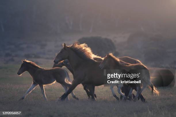 a herd of wild horses running across alpine pasture, australia - stallion stock-fotos und bilder