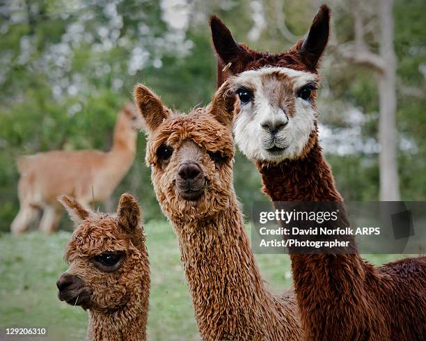 triumvirate - llama stock-fotos und bilder