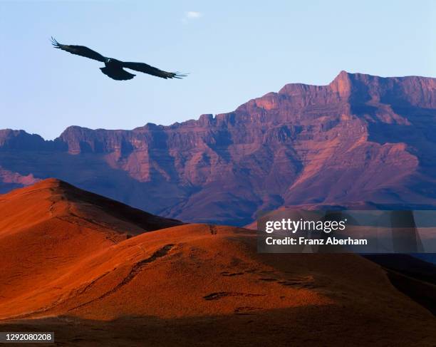 verreaux's eagle, drakensberg, south africa - drakensberg mountain range stock pictures, royalty-free photos & images