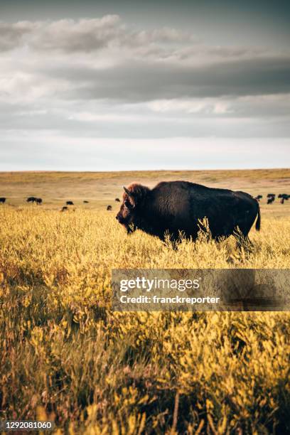 büffel im badlands-nationalpark - american bison stock-fotos und bilder