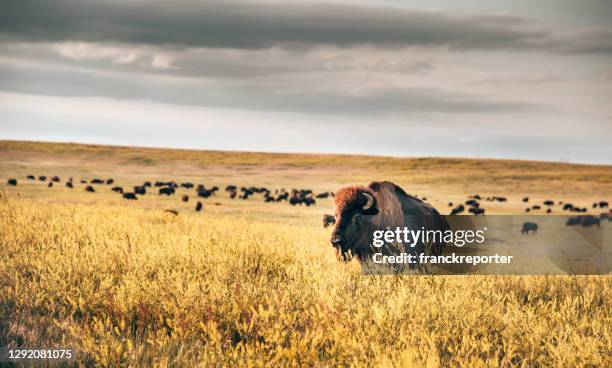 búfalos en el parque nacional de las tierras baldías - bisonte americano fotografías e imágenes de stock