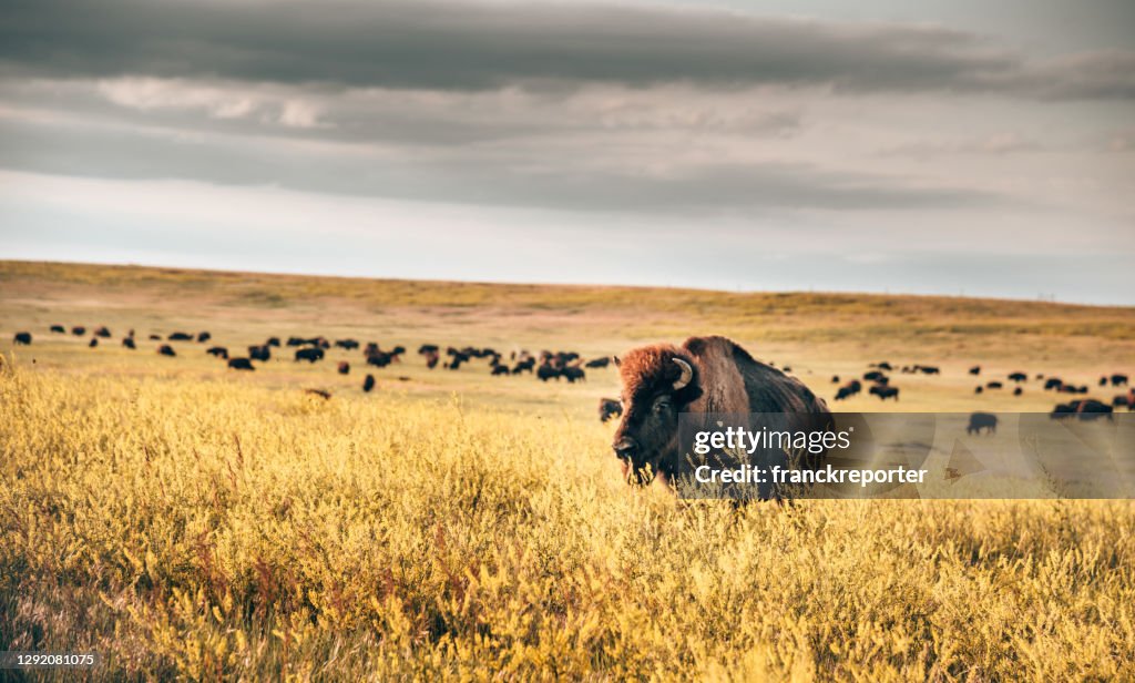 Buffalos in the badlands national park