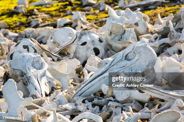 remains of beluga whales (delphinapterus leucas) at bourbonhamna in van mijenfjorden, spitzebergen; svalbard. - whale hunting stock pictures, royalty-free photos & images