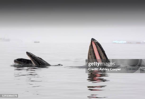 humpback whales (megaptera novaeangliae) feeding on krill in wilhelmena bay, antarctic peninsular. with passengers from an expedition cruise in sea kayaks. - baleen whale stock pictures, royalty-free photos & images