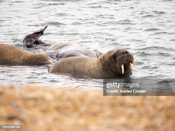 walrus (odobenus rosmarus) off a beach in northern svalbard. - ジュゴン ストックフォトと画像