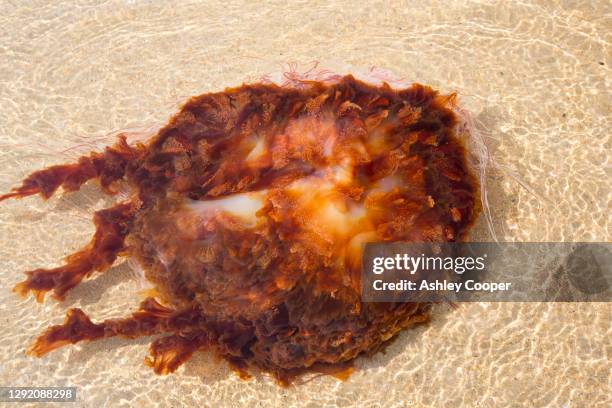 lions mane jellyfish, cyanea capillata, washed ashore on a nothumberland beach. - lions mane jellyfish stock pictures, royalty-free photos & images