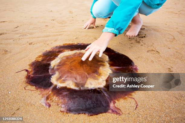 lions mane jellyfish, cyanea capillata, washed ashore on a nothumberland beach. - lions mane jellyfish - fotografias e filmes do acervo