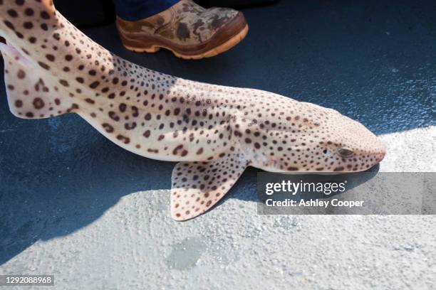 a dog fish caught in a lobster pot in the irish sea. - dogfish stock pictures, royalty-free photos & images