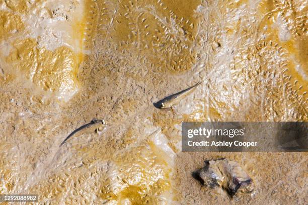Ganges Can Ganges Canal Photos and Premium High Res Pictures - Getty Images