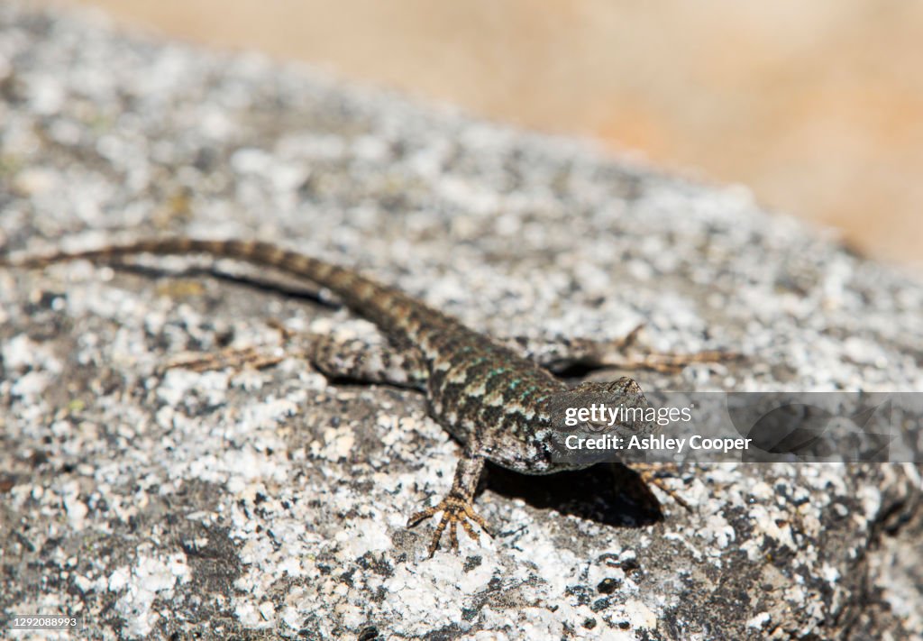 A sagebrush lizard, Sceloporus graciosu basking on a granite rock in Yosemite, California, USA.