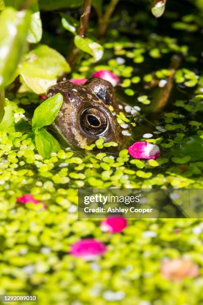 a common frog, rana temporaria in a garden pond covered in duck weed in ambleside, uk, with petals from a midland hawthorn tree, crataegus laevigata. - water garden bildbanksfoton och bilder