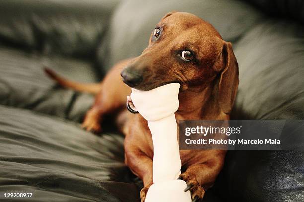 dachshund chewing huge bone - dog bone stock pictures, royalty-free photos & images