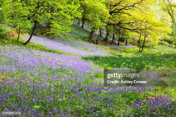 Spring Landscape Uk 1,776 Lake District Spring Flowers Stock Photos, High-Res Pictures, and ...