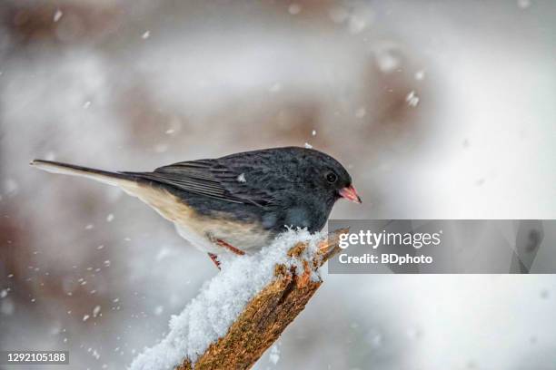 dark eyed junco - dark eyed junco stock pictures, royalty-free photos & images