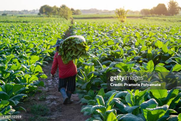 asian female farmers carry fresh tobacco leaves harvested in a tobacco plantation to mature for the production of tobacco for delivery to industrial factories. - tobacco growing stock pictures, royalty-free photos & images