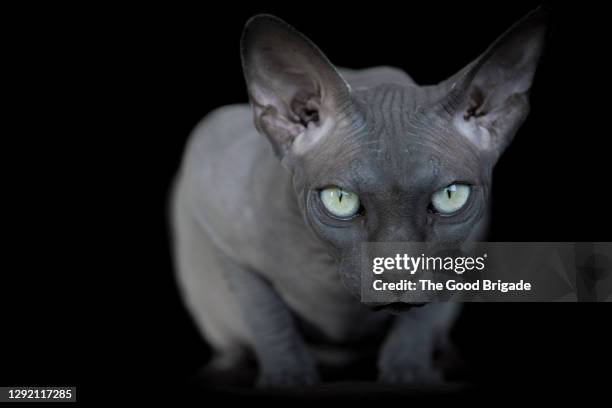 close-up portrait of sphynx hairless cat against black background - sphynx hairless cat stock pictures, royalty-free photos & images