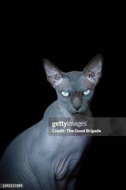 portrait of sphynx cat against black background - mammal - fotografias e filmes do acervo