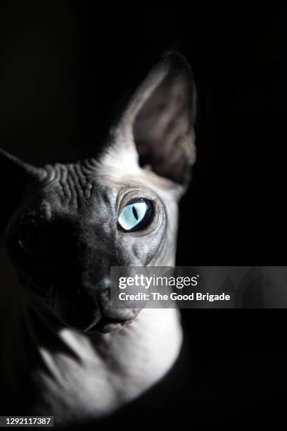 close-up portrait of sphynx hairless cat against black background - sphynx kitten stock pictures, royalty-free photos & images