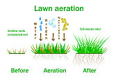 Lawn aeration. Lawn aeration stage illustration. Before and after aeration. Lawn grass care service, gardening and landscape design.