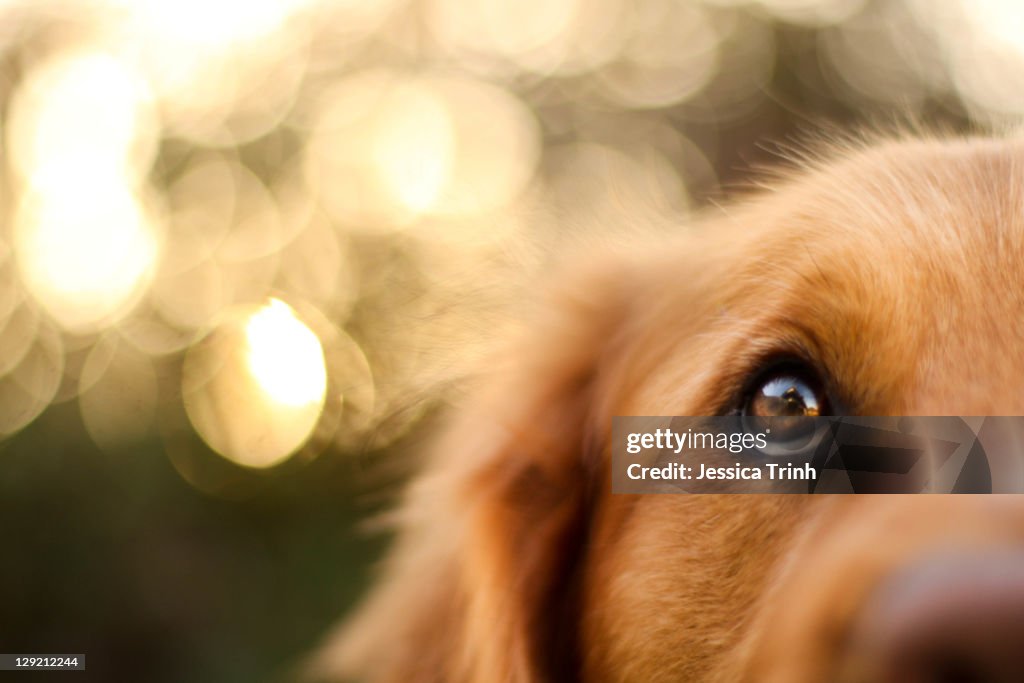 Golden Retriever eyes of devotion